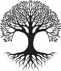 Olive tree illustration, demonstrating a "family tree"